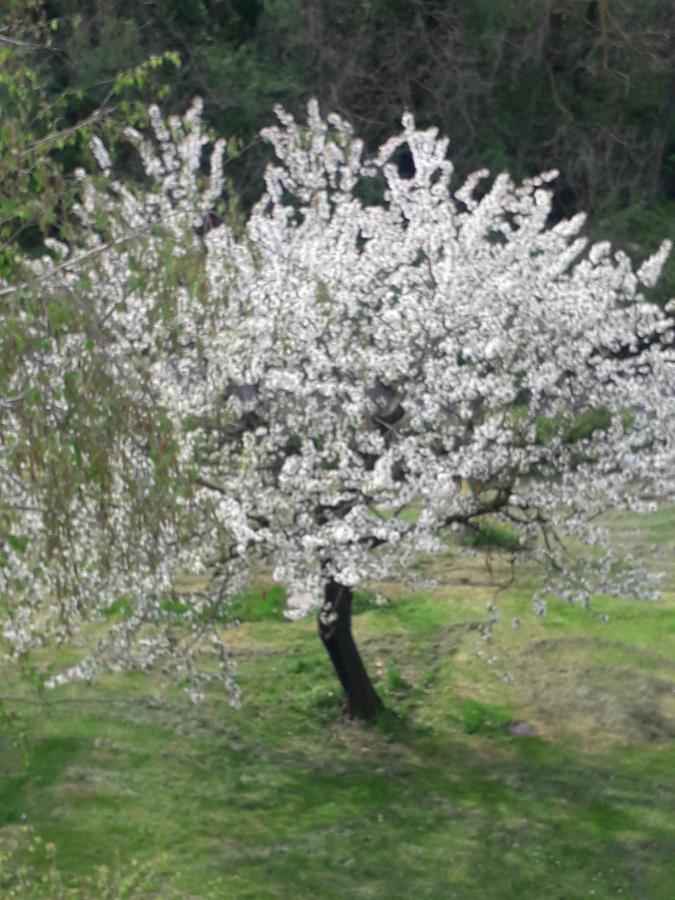 Il Borgo Dei Molini Bed and Breakfast Torreglia Εξωτερικό φωτογραφία